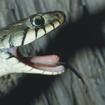 Rapper gets too close to snake, snake-based consequences ensue