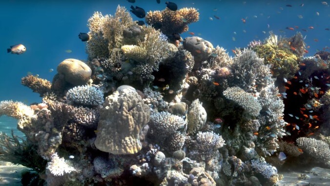 Researcher, defying nature, figures out how to "remove" water from underwater photography