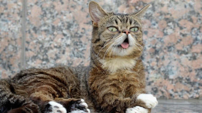 Beloved internet cat Lil Bub has died