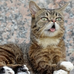 Beloved internet cat Lil Bub has died