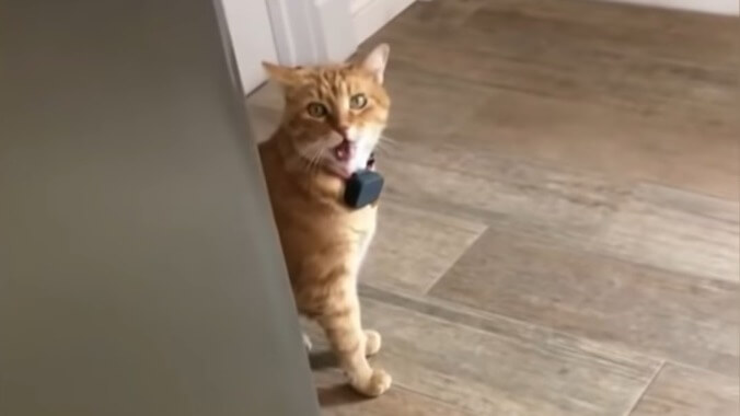 Everyone give a warm welcome to the cat that says “Well, hi!” like a little Southern gentleman