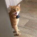 Everyone give a warm welcome to the cat that says “Well, hi!” like a little Southern gentleman