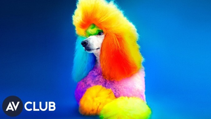 Let's take a peek at the colorful world of creative dog grooming