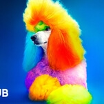 Let's take a peek at the colorful world of creative dog grooming