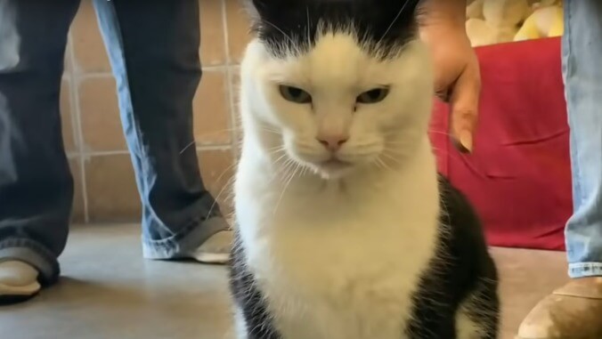 "World's worst cat" up for adoption