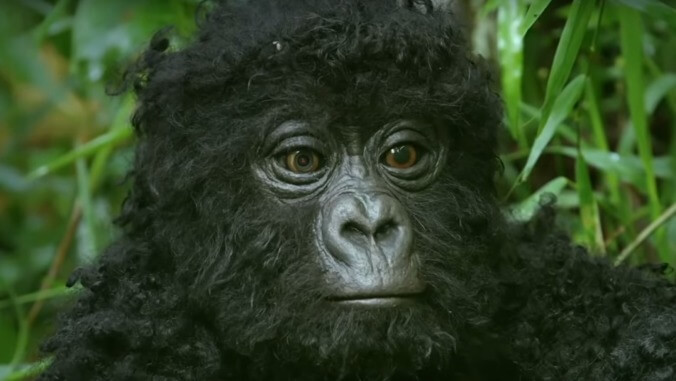 Robot "spy" gorilla faces its most deadly mission: Not getting ripped apart by real gorillas