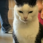 "World's worst cat" up for adoption