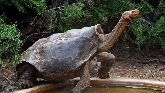 Giant tortoise retires after having enough sex to almost singlehandedly save his species