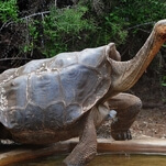 Giant tortoise retires after having enough sex to almost singlehandedly save his species