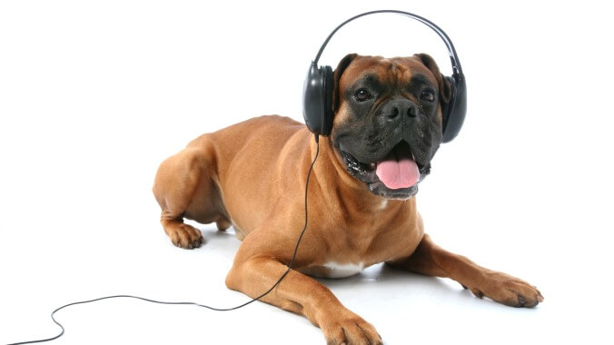 Let's give Spotify's Pet Playlists a shot