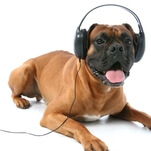 Let's give Spotify's Pet Playlists a shot