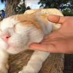 Of course there's a YouTube channel filled entirely with Japanese stray cat cuddles