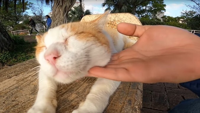 Of course there's a YouTube channel filled entirely with Japanese stray cat cuddles