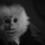 Netflix just dropped a David Lynch short starring a talking monkey named Jack