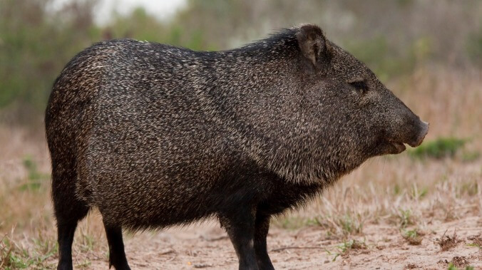 Watch the viral javelina sprint to M83, John Mayer, and the Crash Bandicoot soundtrack