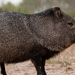 Watch the viral javelina sprint to M83, John Mayer, and the Crash Bandicoot soundtrack