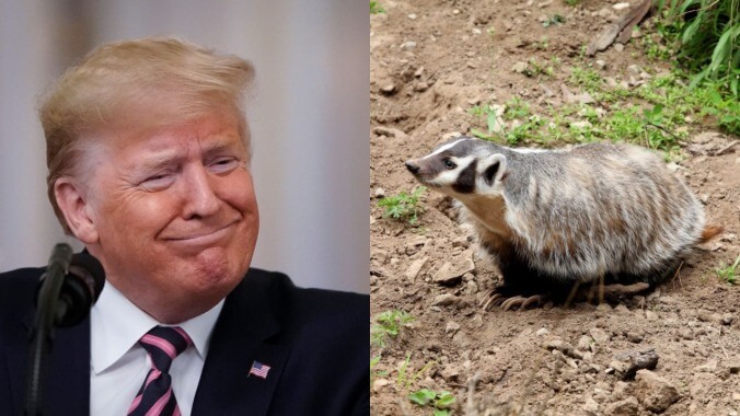 New book accidentally humanizes Trump by showing he's more interested in badgers than doing his job