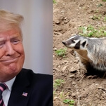 New book accidentally humanizes Trump by showing he's more interested in badgers than doing his job