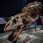 Extremely metal scientists name new species of tyrannosaur the "reaper of death"