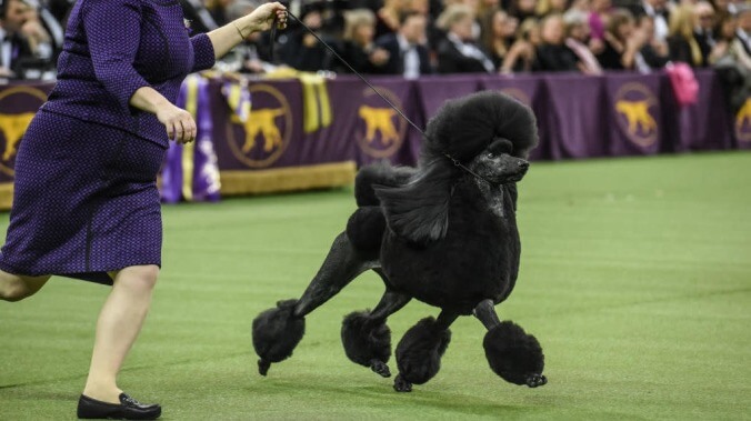 Westminster Dog Show awards top prize to bio-engineered beast instead of a nice golden retriever