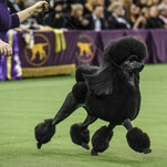 Westminster Dog Show awards top prize to bio-engineered beast instead of a nice golden retriever