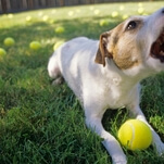 Enlightened dog responds to human inanities with "blah blah blah"