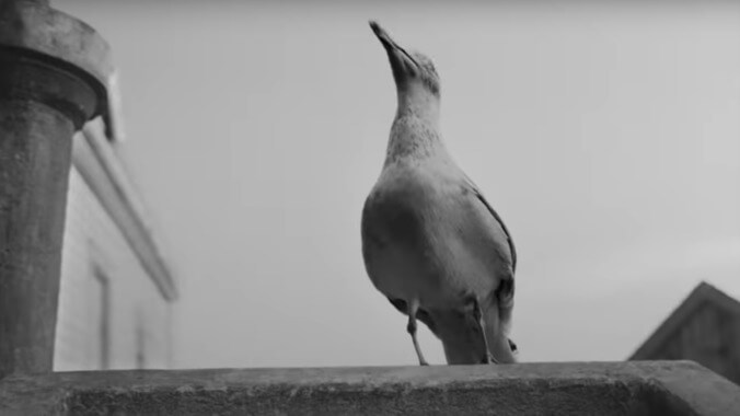 A real lighthouse keeper confirms that, yes, seagulls are as evil as they're depicted in The Lighthouse