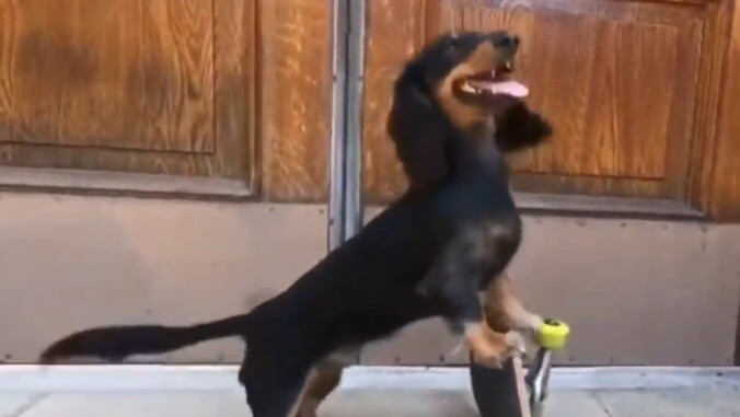 Extremely cool skateboarding dachshund is this generation's Spuds MacKenzie