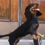 Extremely cool skateboarding dachshund is this generation's Spuds MacKenzie