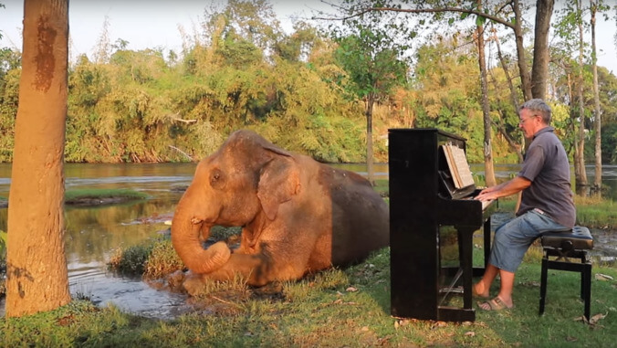 You'll never forget this YouTube account where a man serenades elephants on the piano