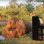 You'll never forget this YouTube account where a man serenades elephants on the piano