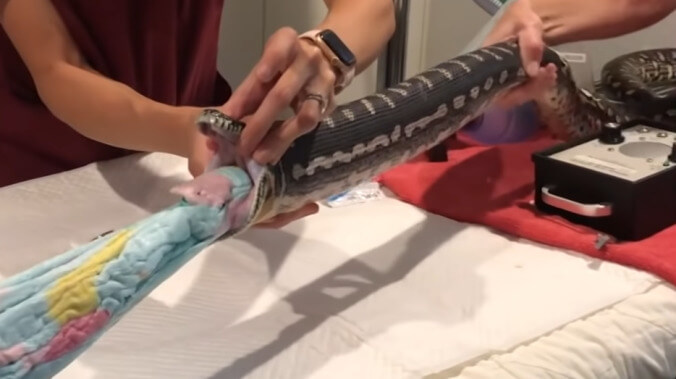 This beach towel getting pulled out of a snake is the worst magic trick we've ever seen