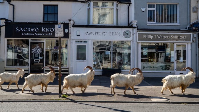 The goats have seized their opportunity to take over a Welsh resort town