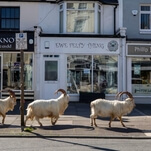 The goats have seized their opportunity to take over a Welsh resort town