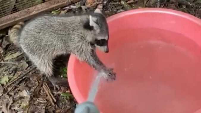 This rescue raccoon is too cute for its own damn good and wants you to wash your hands
