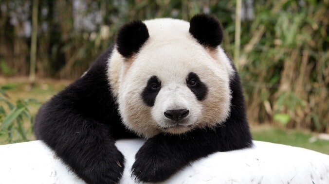 Here's a giant list of museums, aquariums, and Panda Cams to virtually visit while stuck indoors