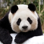 Here's a giant list of museums, aquariums, and Panda Cams to virtually visit while stuck indoors