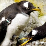 You couldn’t get into Chicago’s aquarium today, but this ridiculously adorable penguin could