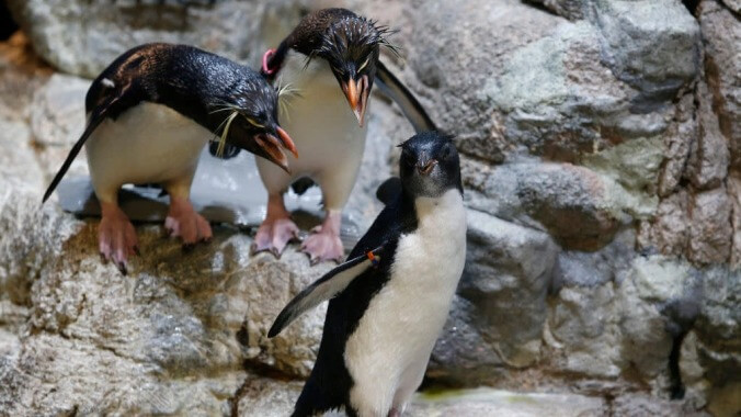 Today in penguins: Some penguins descend a flight of stairs