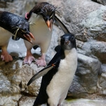 Today in penguins: Some penguins descend a flight of stairs