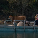 Become udder-ly enamored with Eve, the cow in Kelly Reichardt's First Cow