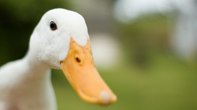 Internet rallies around sweet kid who just wants a duck