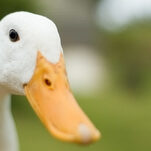 Internet rallies around sweet kid who just wants a duck