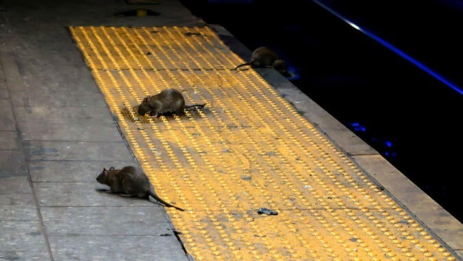 Yet another unexpected new side effect of coronavirus: Rat turf wars