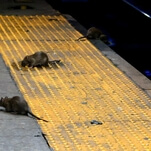 Yet another unexpected new side effect of coronavirus: Rat turf wars