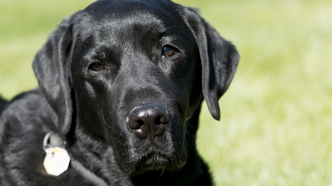 God bless bored sports commentators and their very good dogs