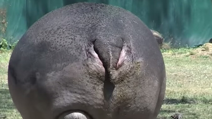 Hippos even funnier when you pretend their ass is their face, internet discovers