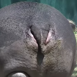 Hippos even funnier when you pretend their ass is their face, internet discovers