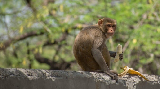 Oh jeez, some runaway monkeys (temporarily) stole a bunch of COVID-19 samples