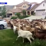 200 goats invade California suburb, flagrantly disregarding social distancing guidelines